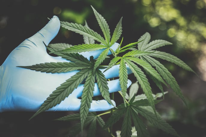 2020 Cannabusiness and Cannabis Technology Trends